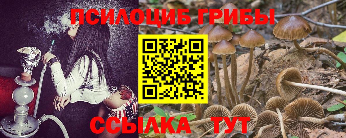 Псилоцибиновые грибы Psilocybine cubensis Армавир